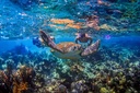 Group of friends snorkeling with turtles in the crystal-clear reef waters of the Riviera Maya in the Mexican Caribbean.