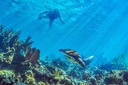 Woman observing a turtle in a majestic reef in the Riviera Maya in the Mexican Caribbean.