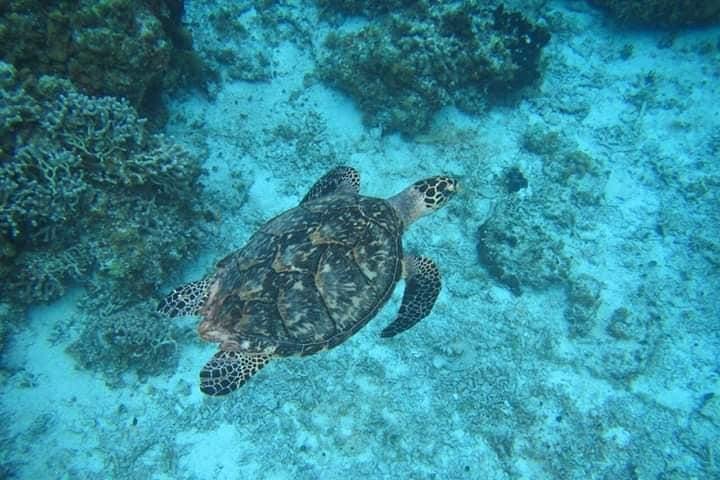 Cozumel Snorkel Amazing marine life