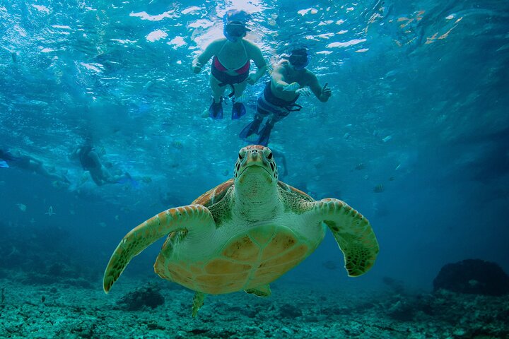 Hidden Cenote Swim: Snorkeling, Sea Turtles and Beachside Lunch